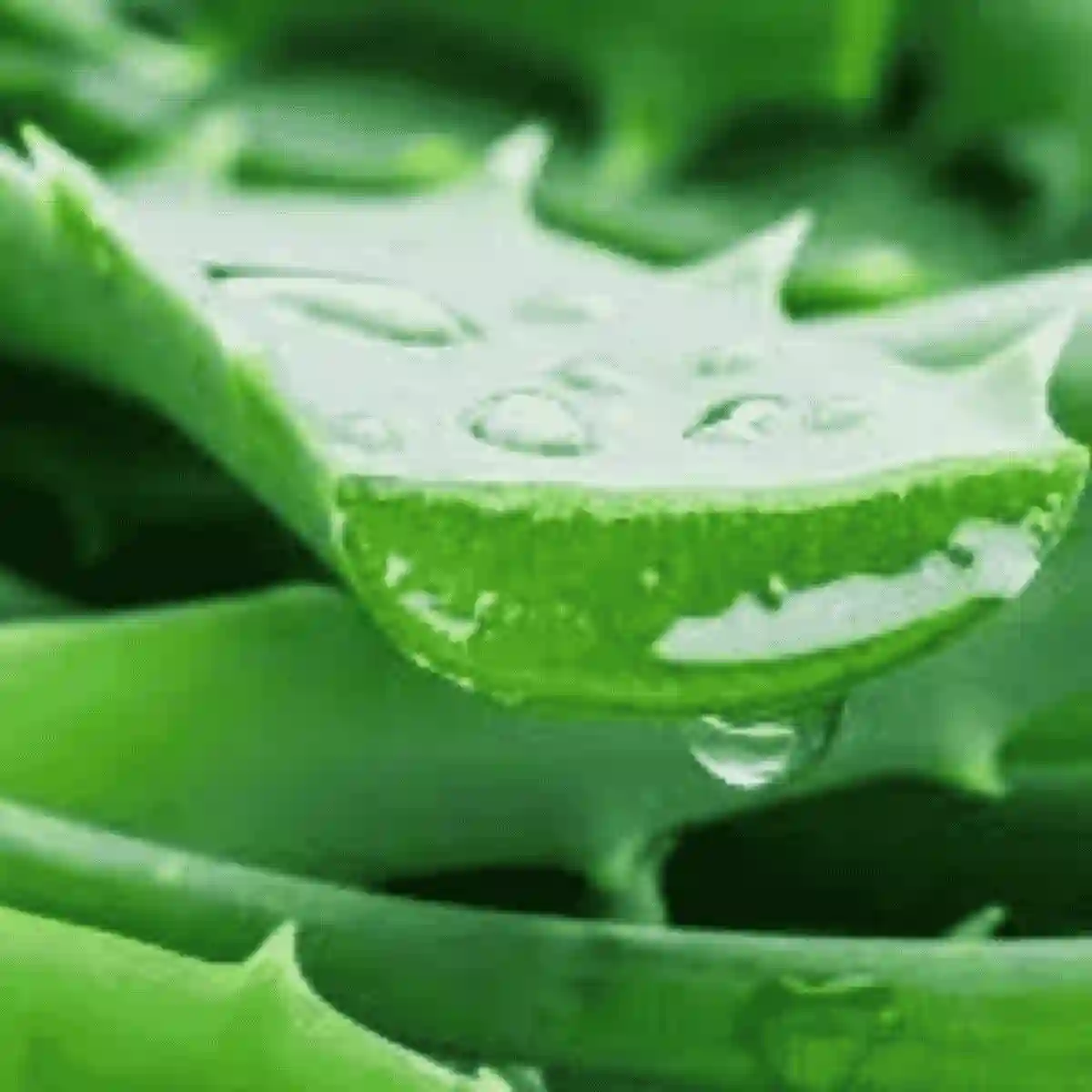 aloe vera